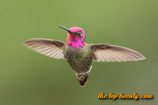 Annas hummingbird